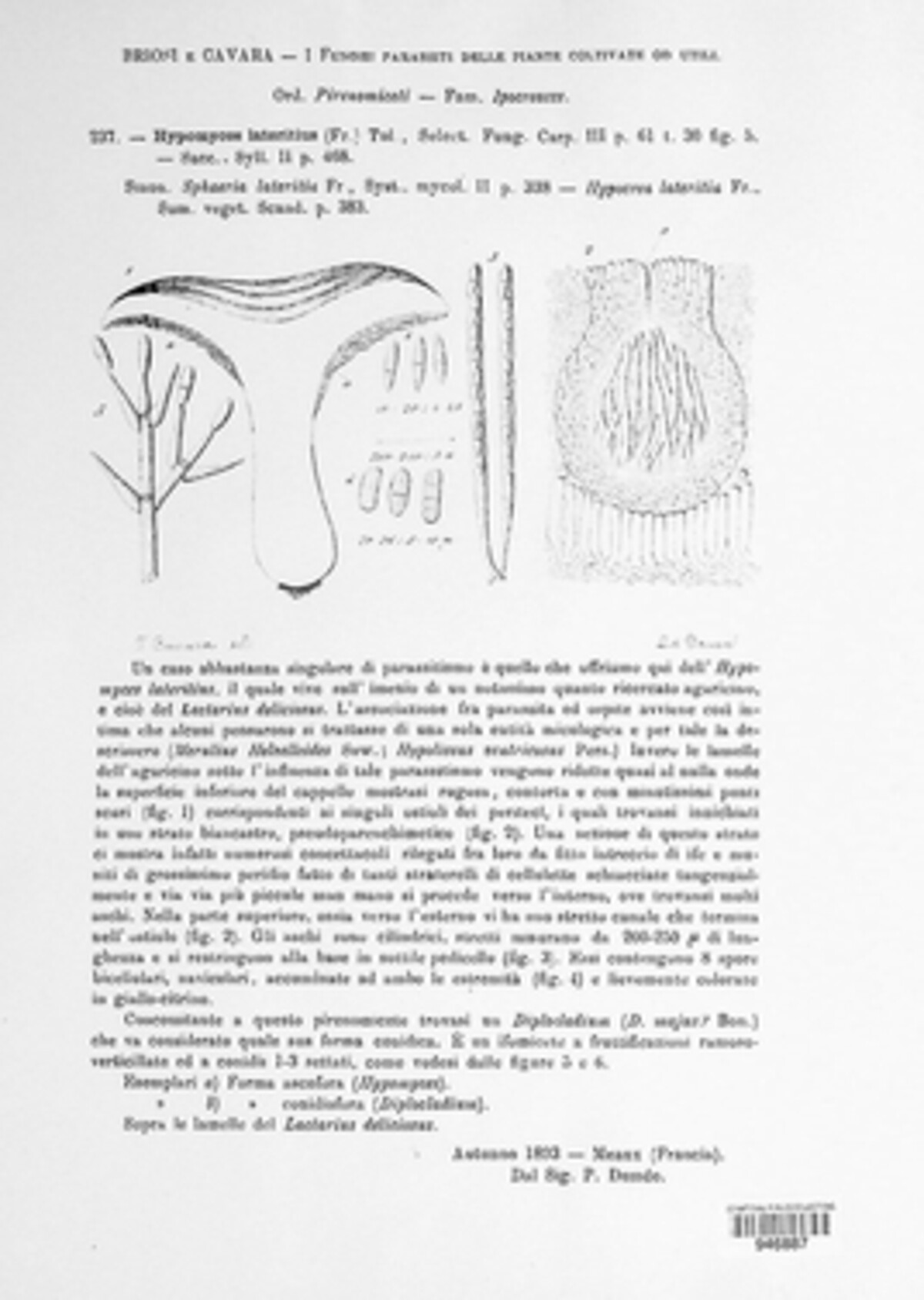 Hypomyces lateritius image